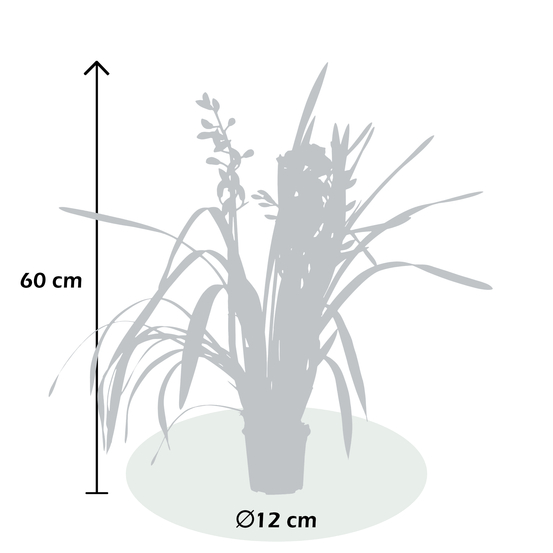 Orchidée CYMBIDIUM PADDY 3 TIGES D12 H60