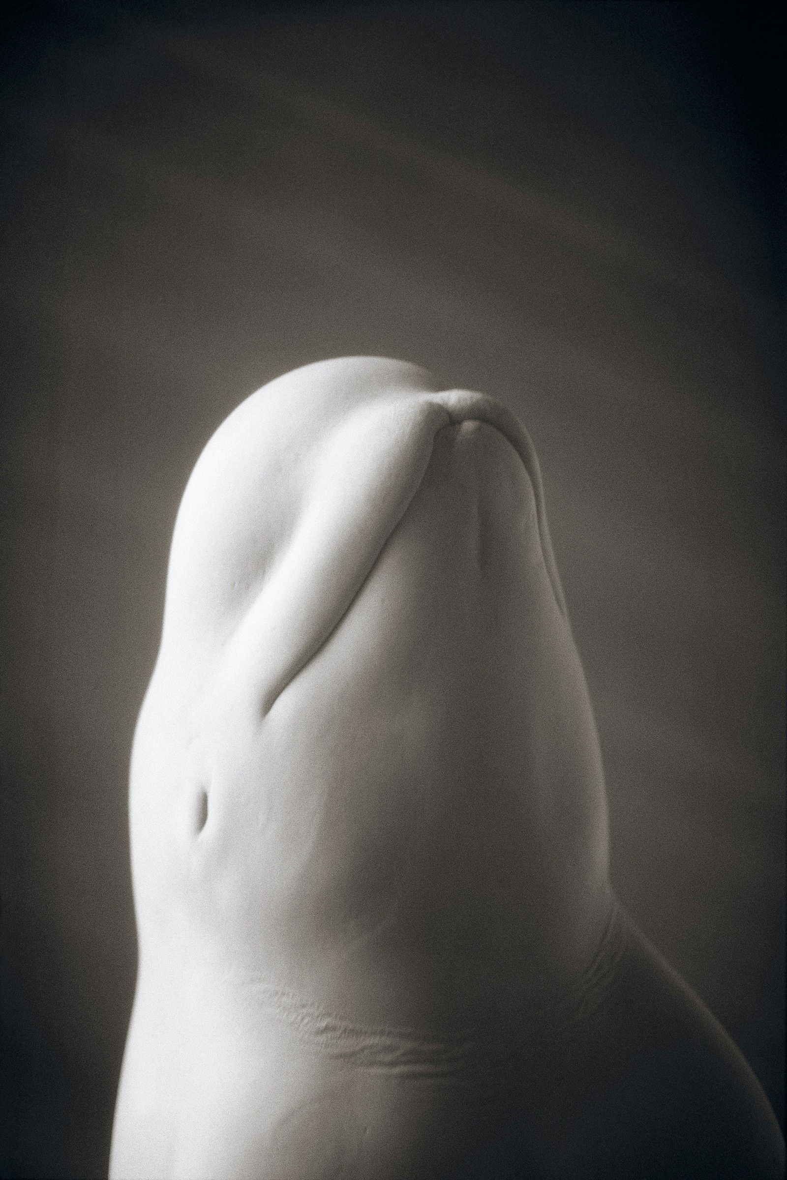 Beluga Whale by Henry Horenstein - Open Edition.