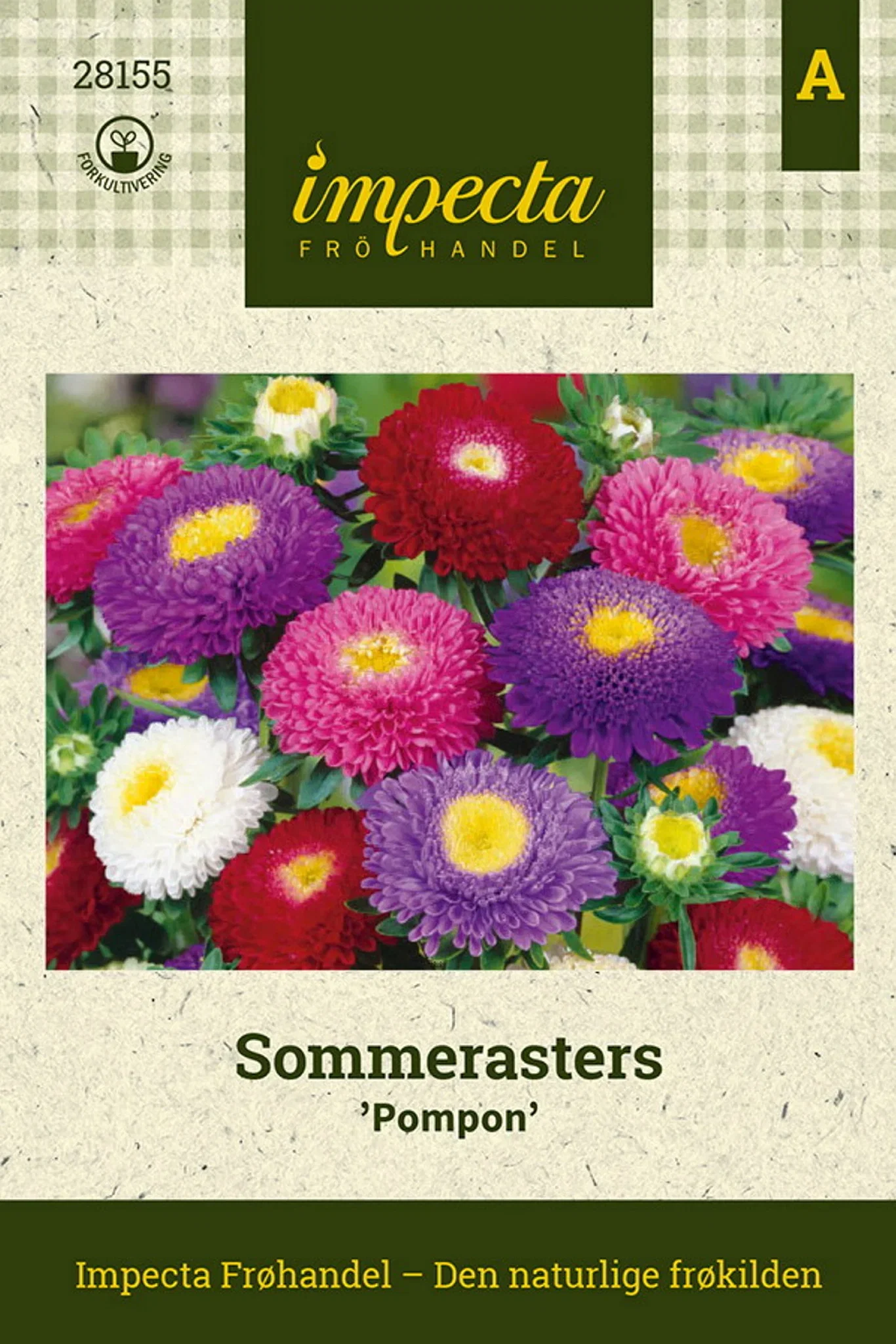 Callistephus chinensis 'Pompon' Sommerasters 'Pompon'