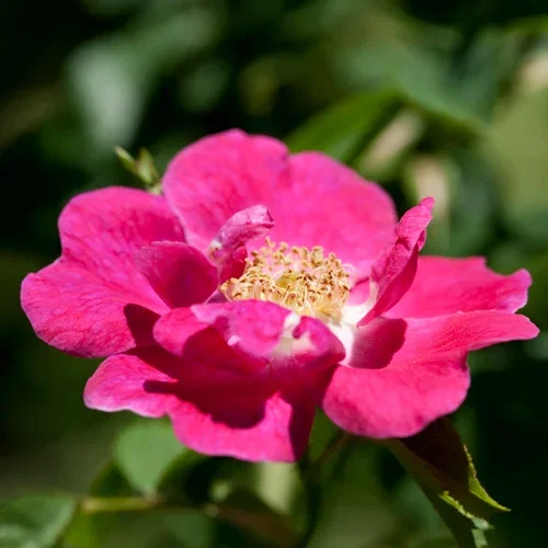 Rosa bee friendly pink 3L Klaserose BEE FRIENDLY ROSA Ø19 cm