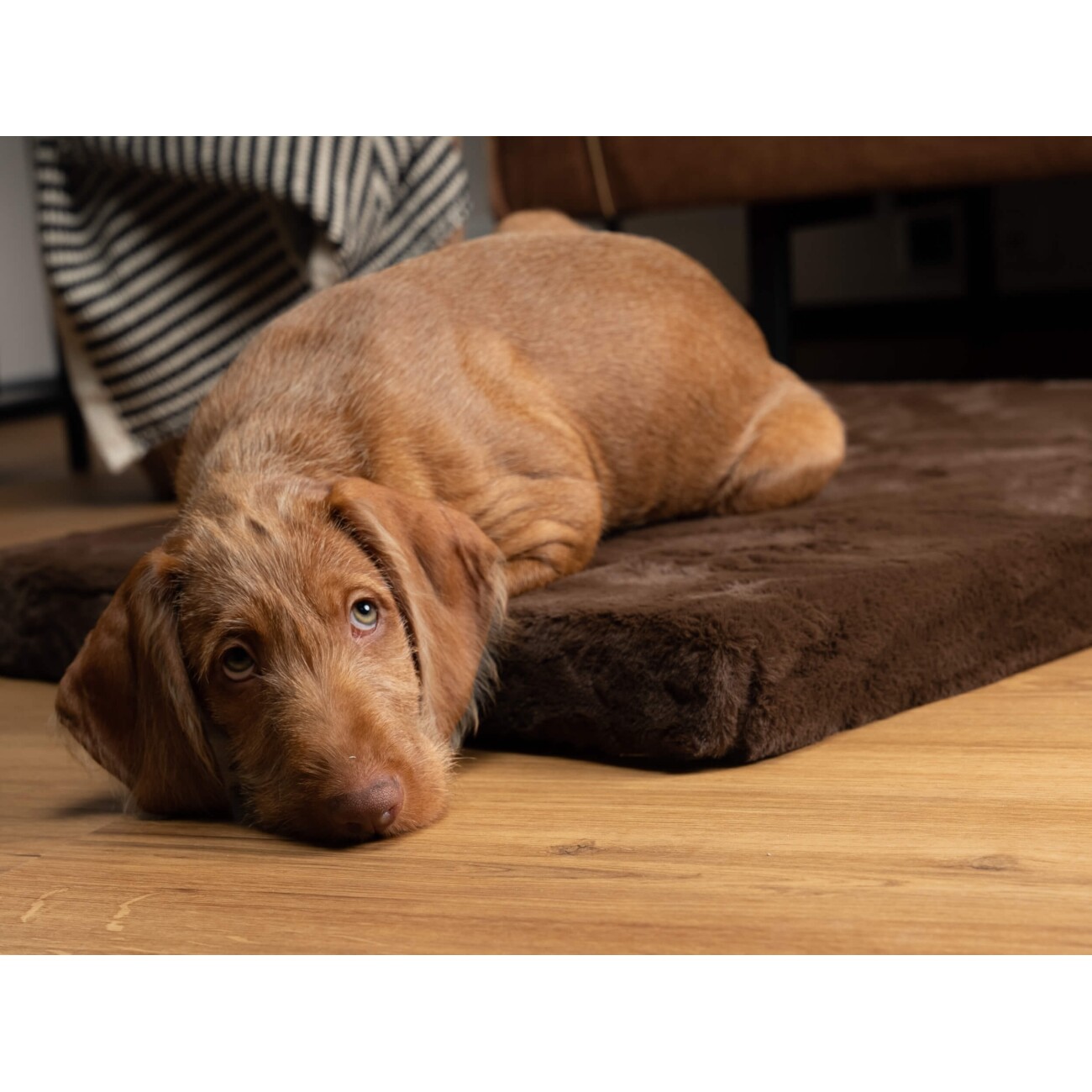 TrendPet VitaMedog orthopädische 5 cm Matratze braun XS