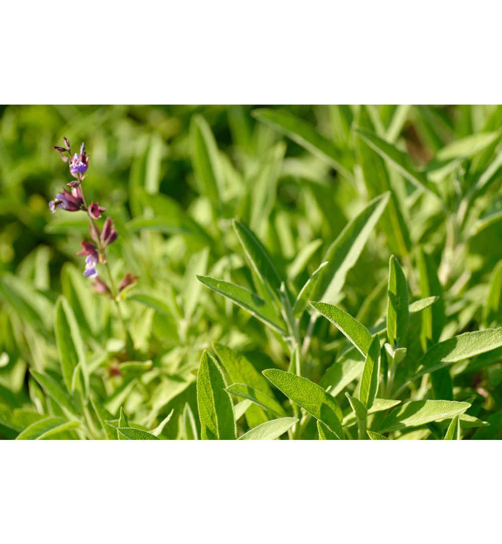 WELEDA Salie keelspray bio (20 ml)