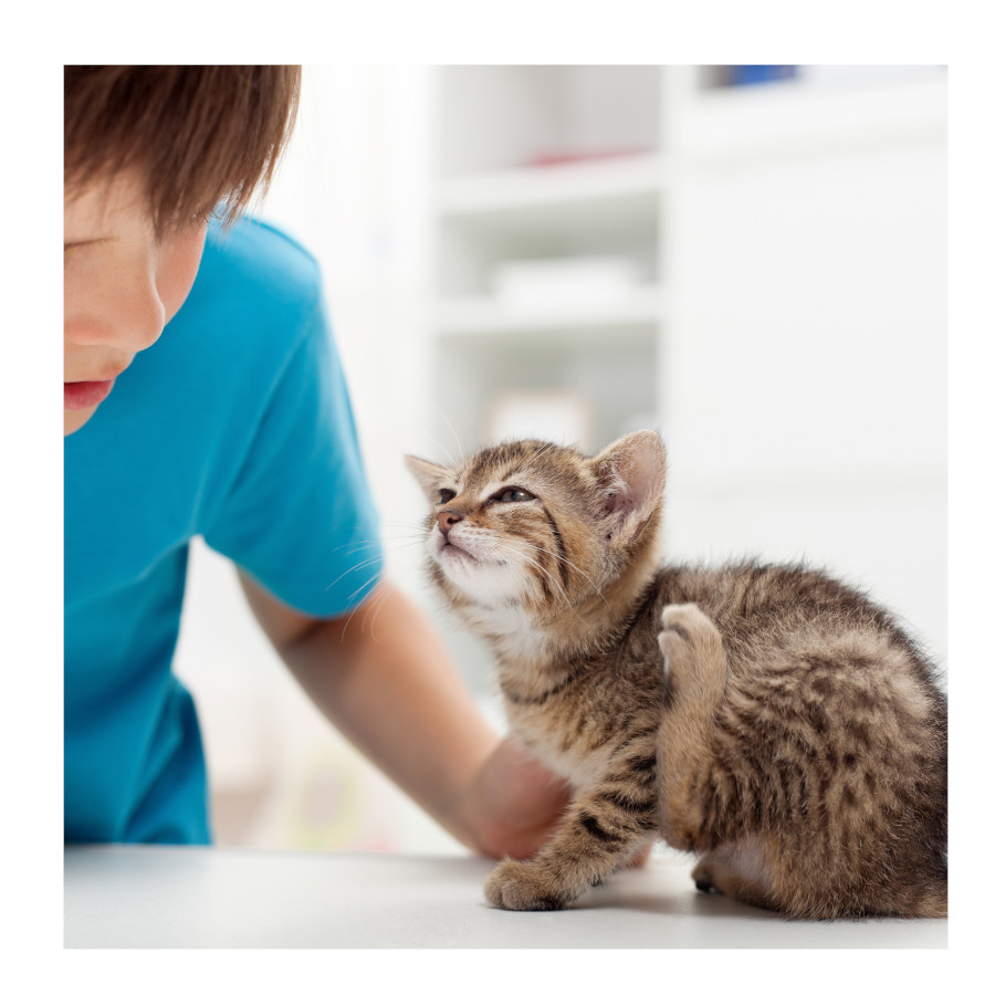Spray antiparasitário Beaphar Fiprotec para cães e gatos.