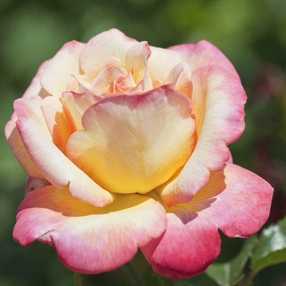 Rosier 'mme a. Meilland' -
