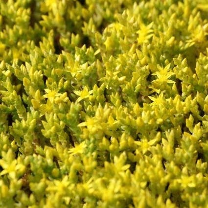 Muurpeper (Sedum acre) D 9 H 10 cm