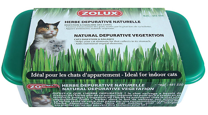 Herbe à chat dépurative nature