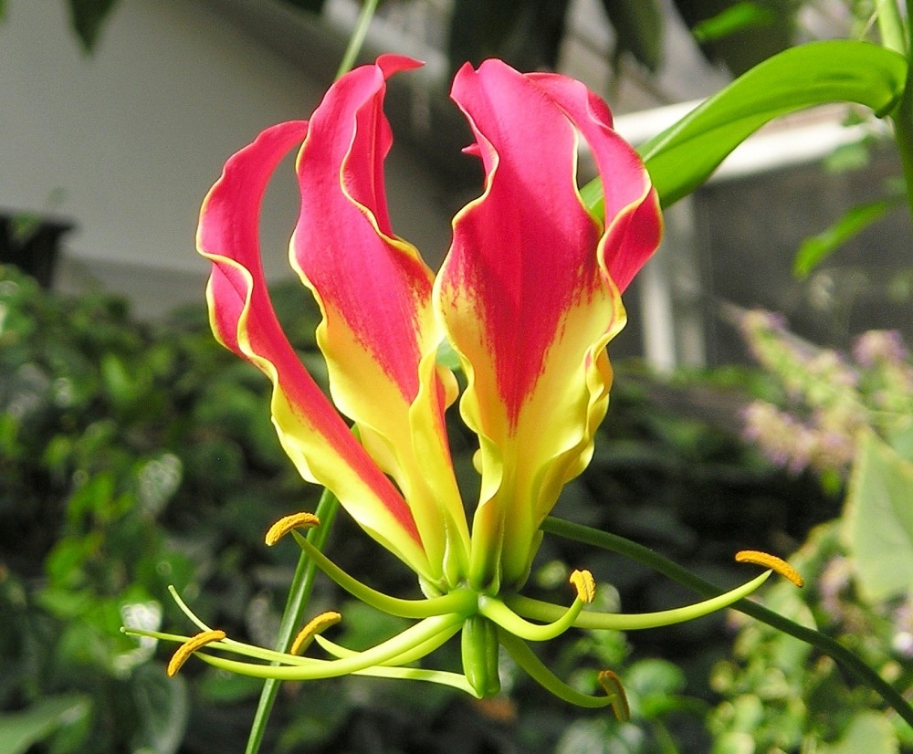 Lis de malabar - 15 graines - gloriosa rothschildiana