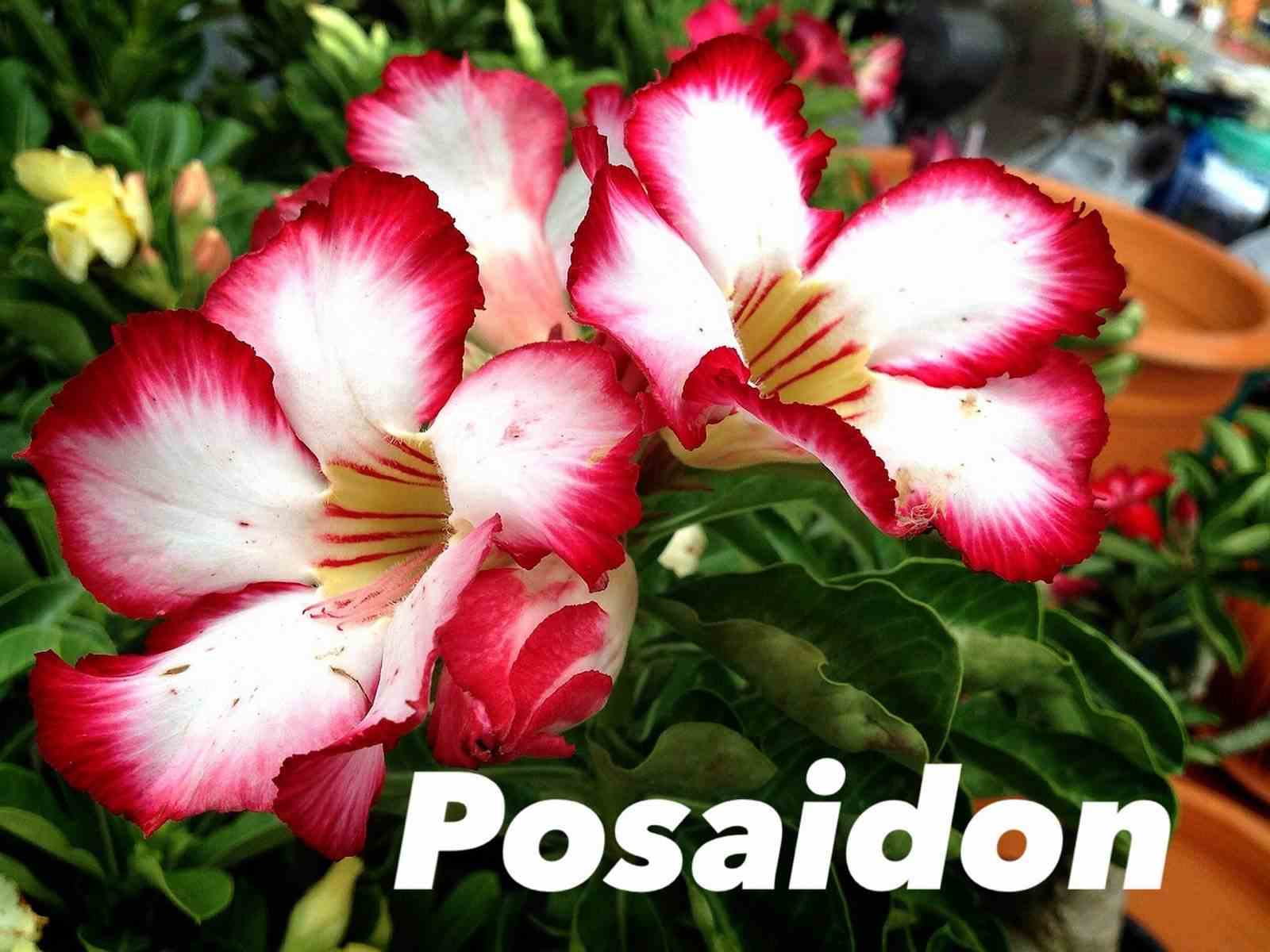 Adenium obesum cv.posaidon rouge - taille caudex d'environ 300g 20/25cm