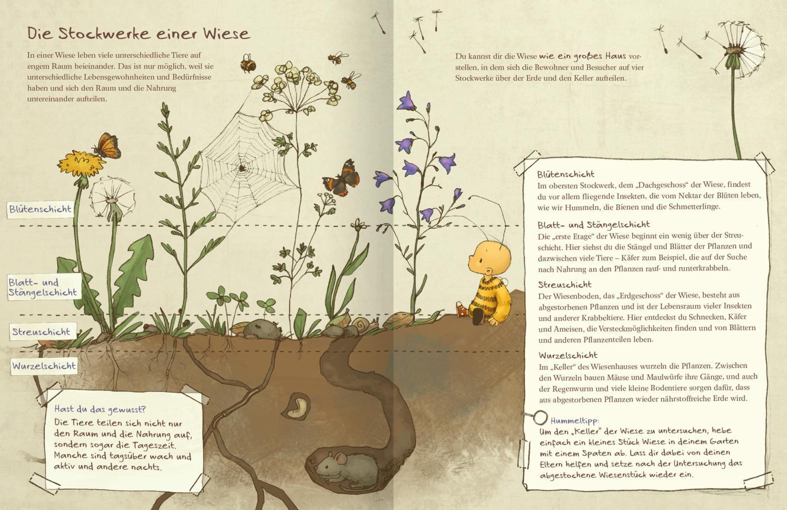 Die kleine Hummel Bommel entdeckt die Wiese