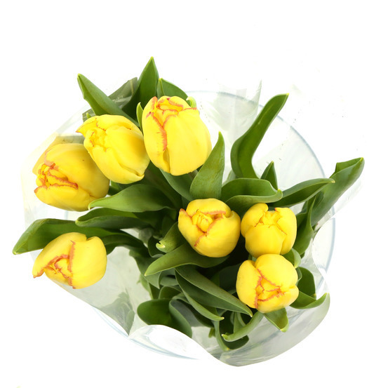 Botte 7 Tulipes H.40cm - Coloris variables