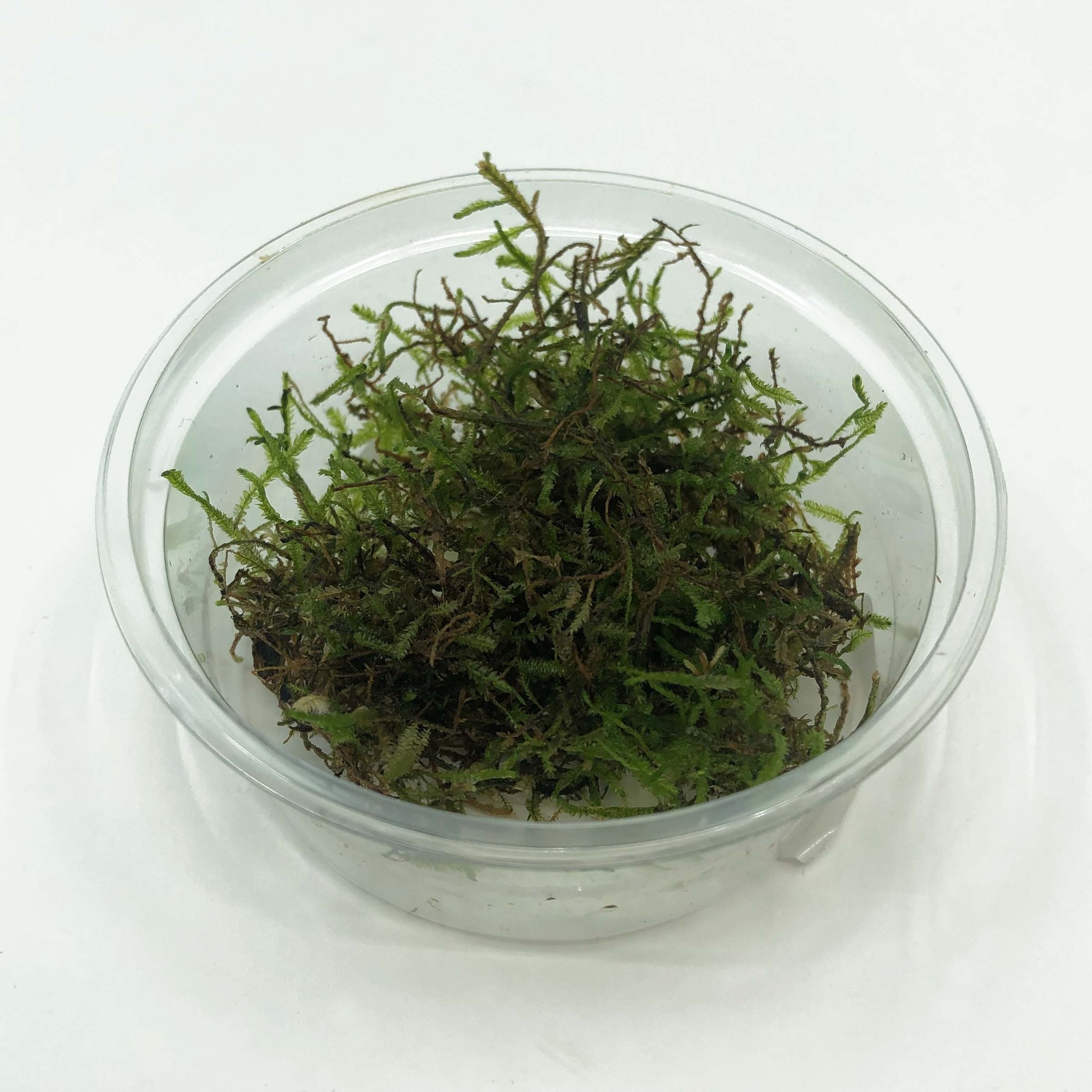 Waterplant Vesicularia dubyana in bakje