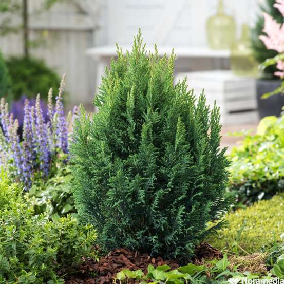 Chamaecyparis lawsoniana 'Ellwoodii' :40/60cm 4L