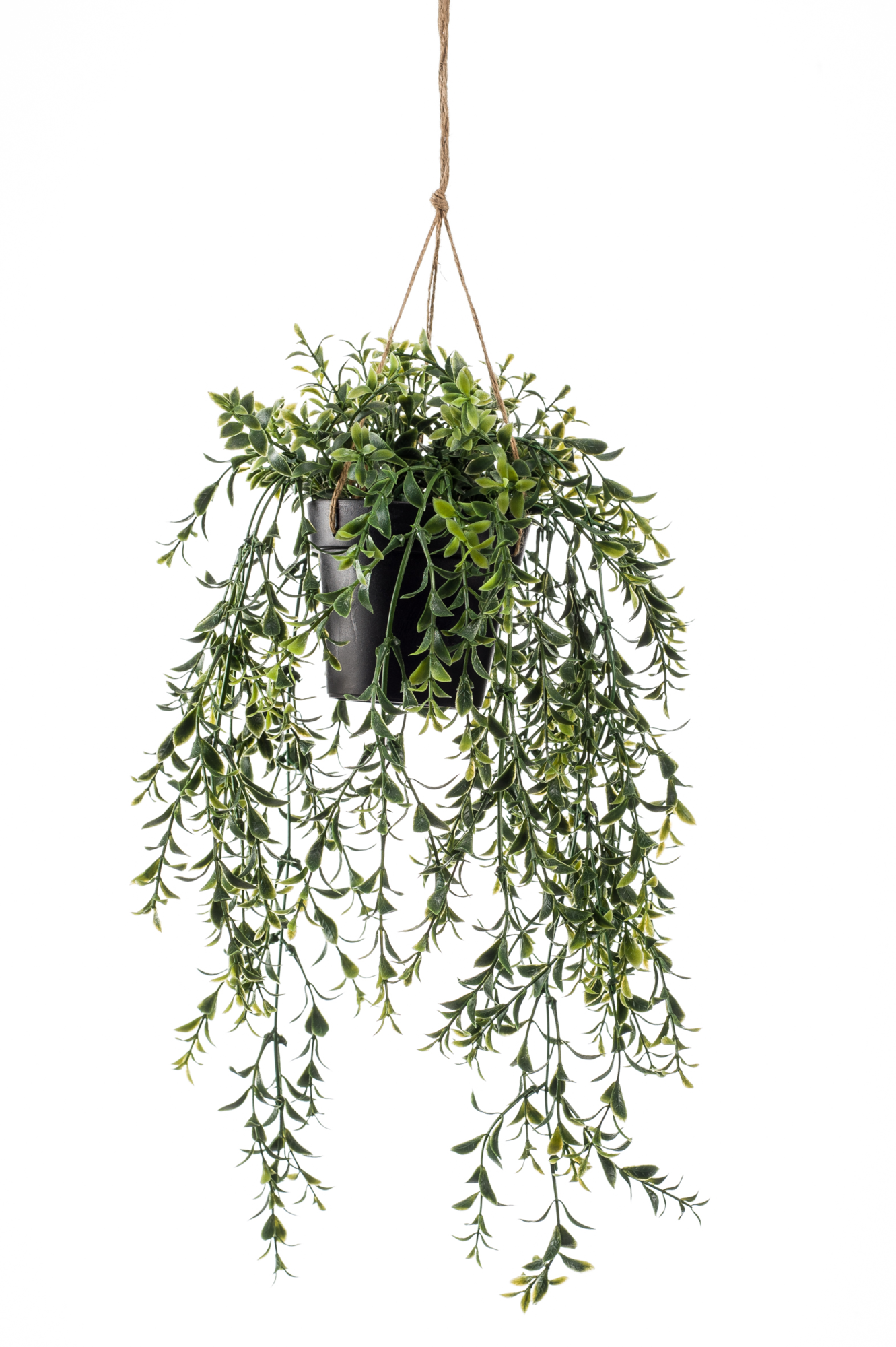 Boxwood hanging