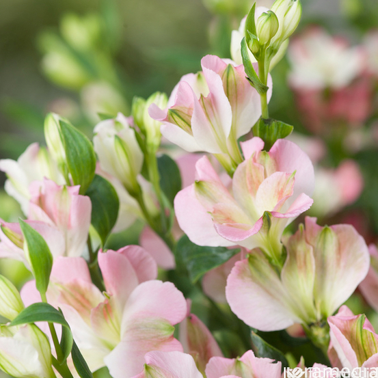 Botte Alstromerias ''Fleurs de France'' H70cm x5