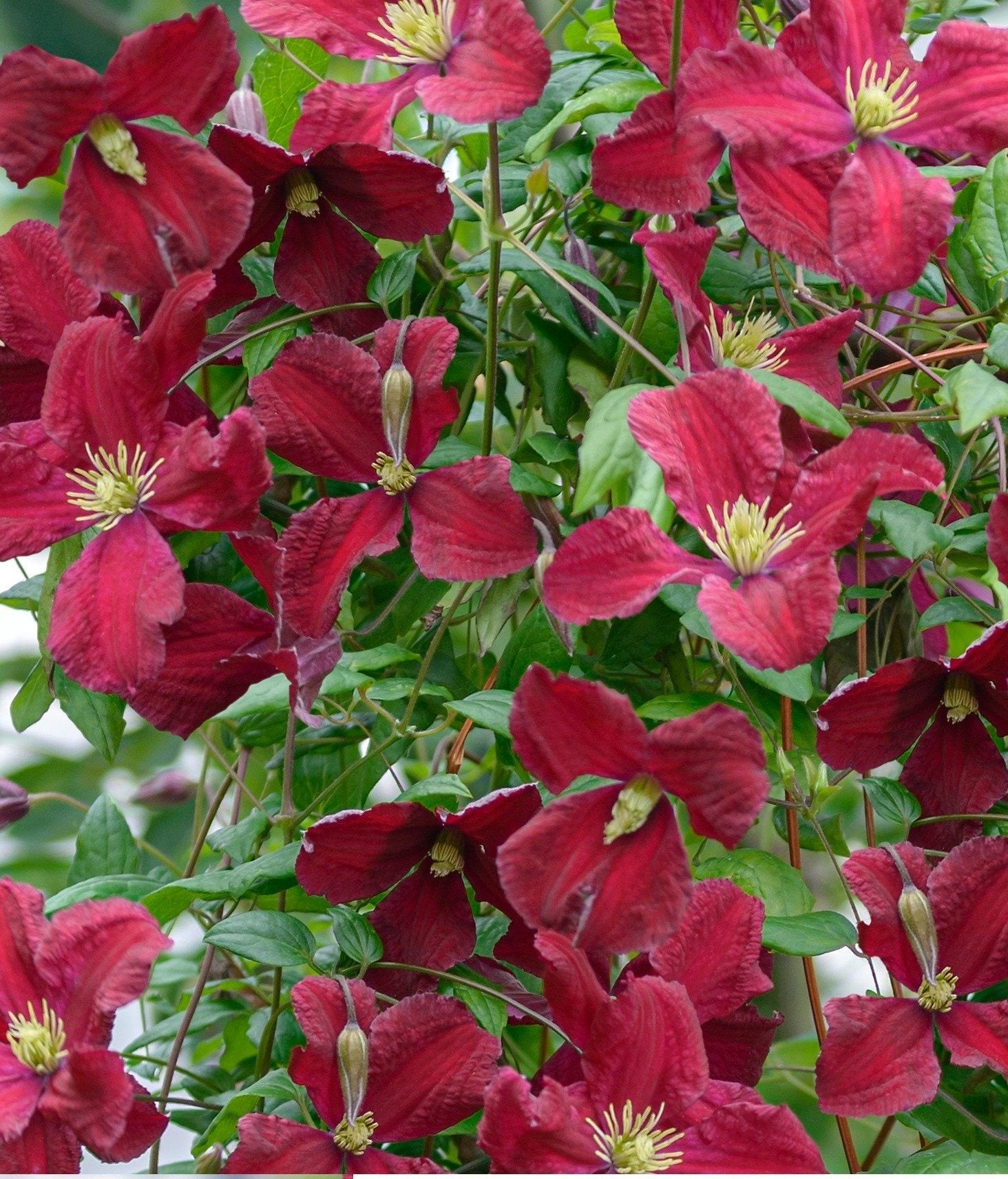 Bosrank (Clematis vitalba 'Vitiwester') D 17 H 75 cm