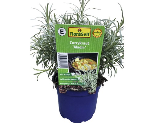 Curryplant FloraSelf Helichrysum italicum 'Aladin' Ø 12 cm pot