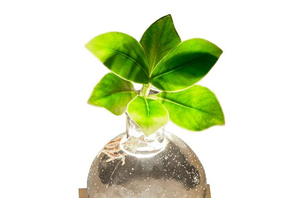 Waterplant Balsamapfel im Kugelglas - Clusia