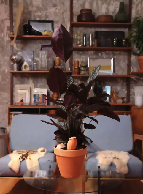(0.7L) Olla M Terrakotta Pflanzen Bewässerungs Amphore Blumen Tiefenbewässerung (WP1030) - Orange