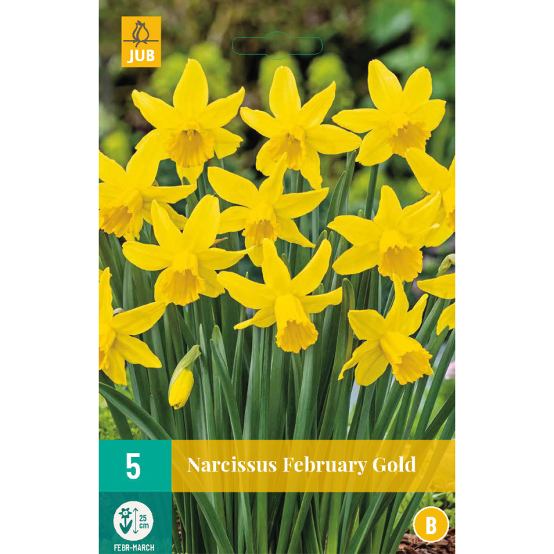 5 narcisses february gold