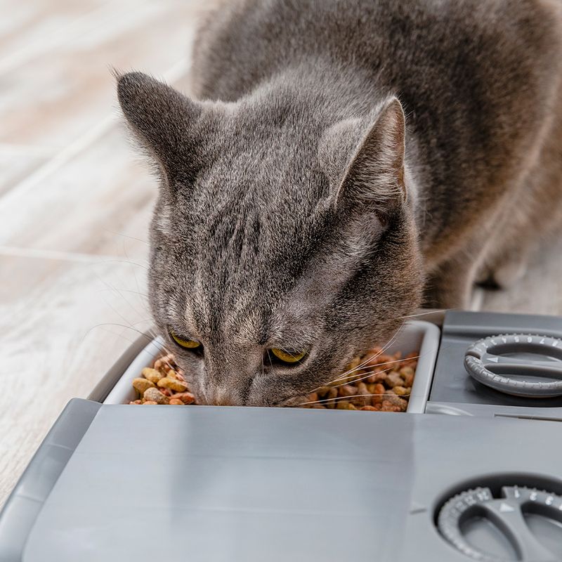 PetSafe Distributeur automatique de nourriture 2 repas