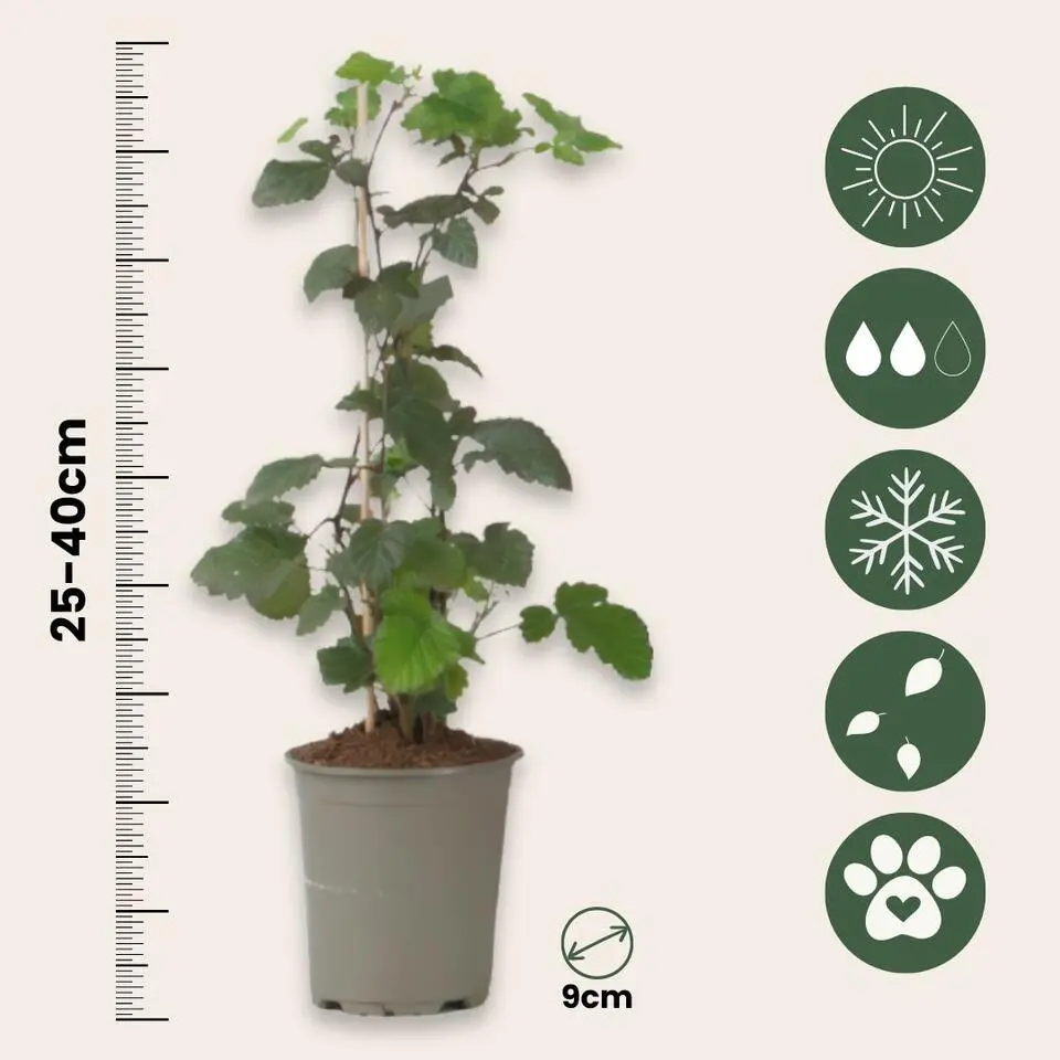 Zwarte bes - Set van 3 - Ribes Nigrum - Hoogte 25-40cm - ⌀9cm