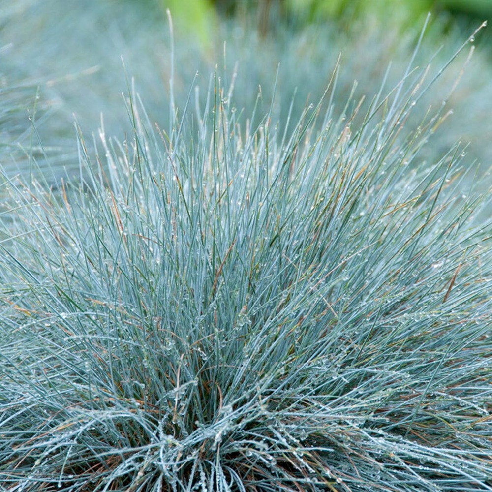 3x festuca glauca 'eisvogel' - fétuque bleue - rustique - ⌀10.5 cm - ↕15-20 cm