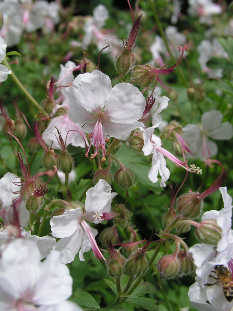 Ooievaarsbek (Geranium cantabrigiense 'Biokovo') D 11 H 10 cm