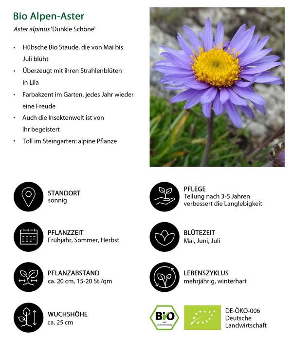 Bio Alpen-Aster 'Dunkle Schöne'