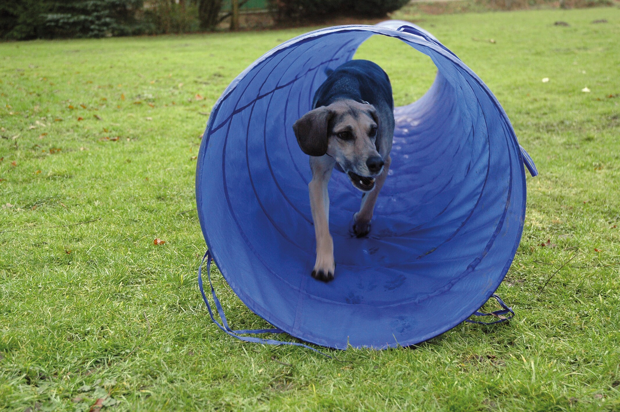 Agility Tunnel zusammenfaltbarer Tunnel für Hundesport | versch. Größen