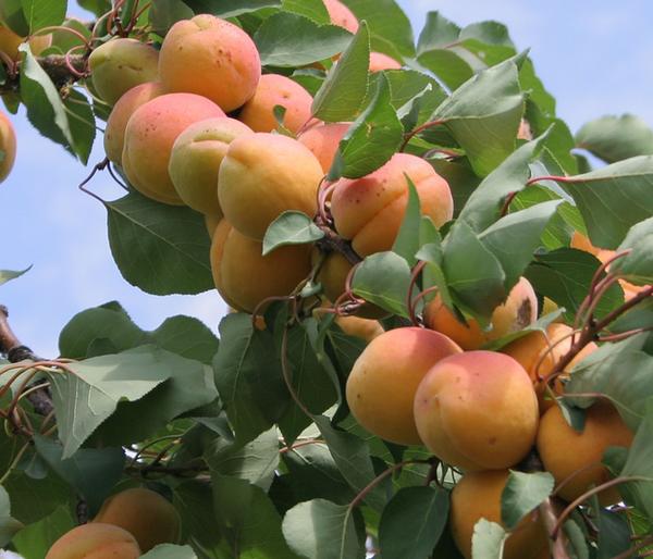 Aprikose 'Klosterneuburger'