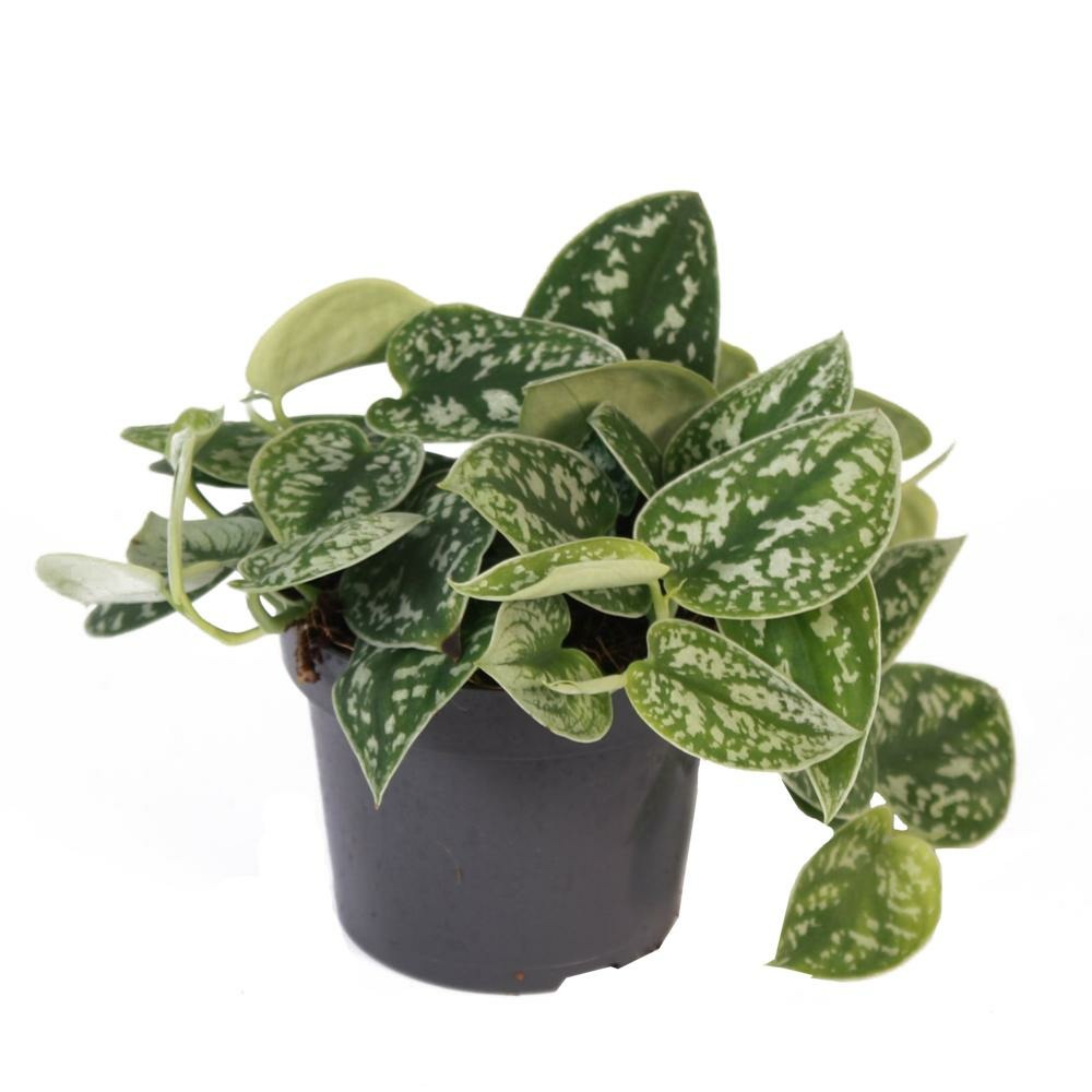Tute de lierre - scindapsus pictus arguraeus, pot de 12cm