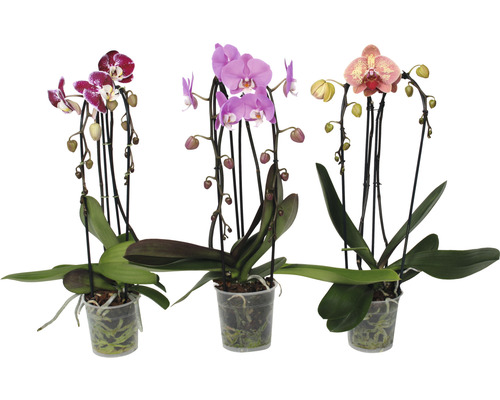 Vlinderorchidee FloraSelf Phalaenopsis multiflora Cascade H 55-60 cm Ø 12 cm pot 2 bloemaren