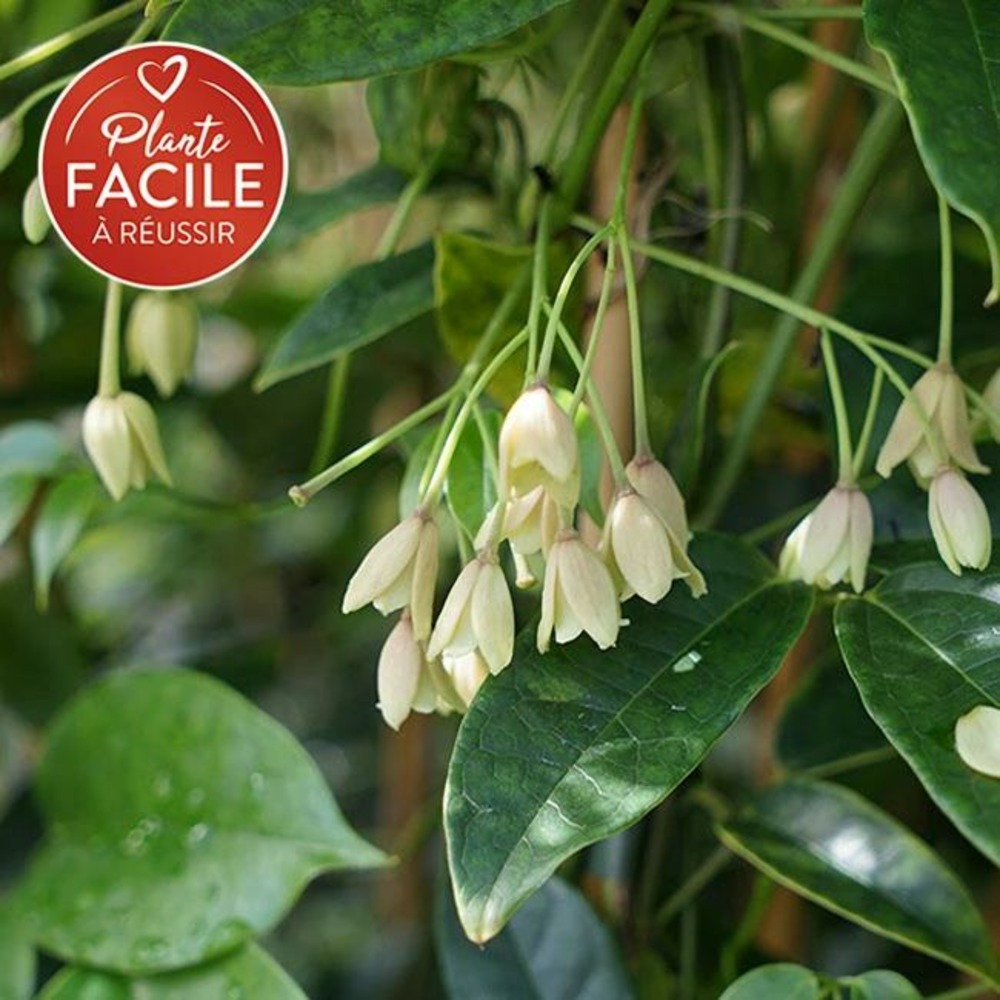 Holboellia coriacea - holboellia coriacea 3l
