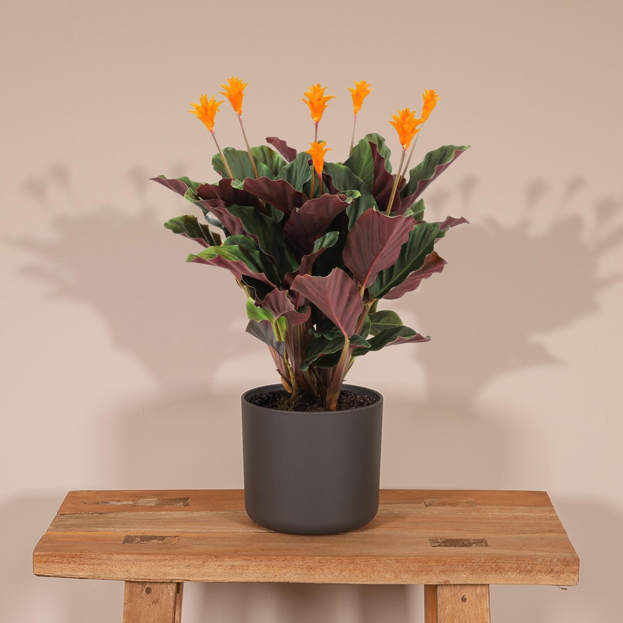 Plante d'intérieur - calathea crocata 40cm