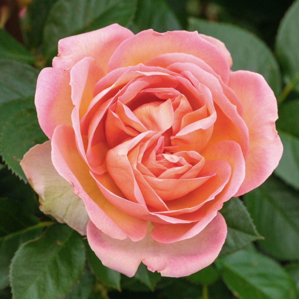 Rosier auguste escoffier ® meizasmyne sans motte