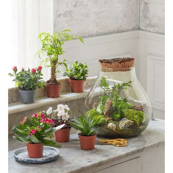Terrarium plantes vertes, avec bouchon vieilli