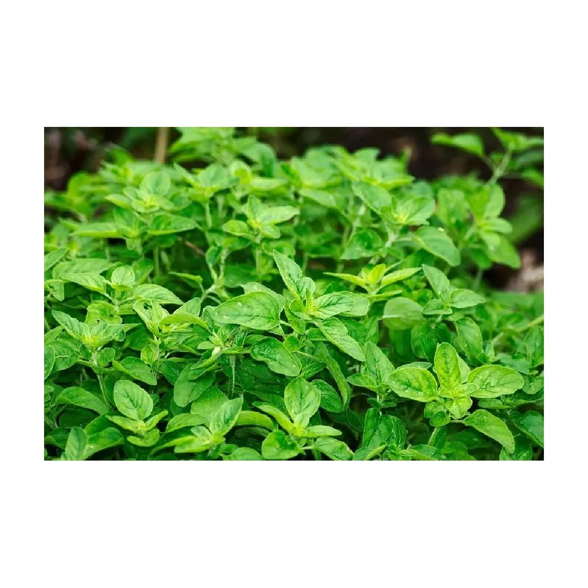 Secret Vert Terreau Bio Actif 40L (Lot de 3)