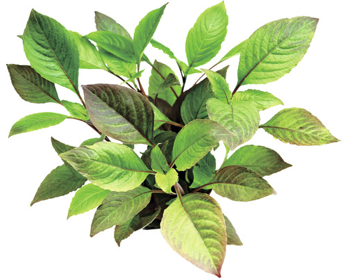 Kersenbladreus - Hygrophila corymbosa