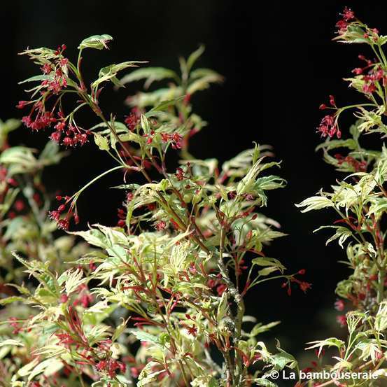 Acer palmatum Butterfly : C3L h.40/60cm