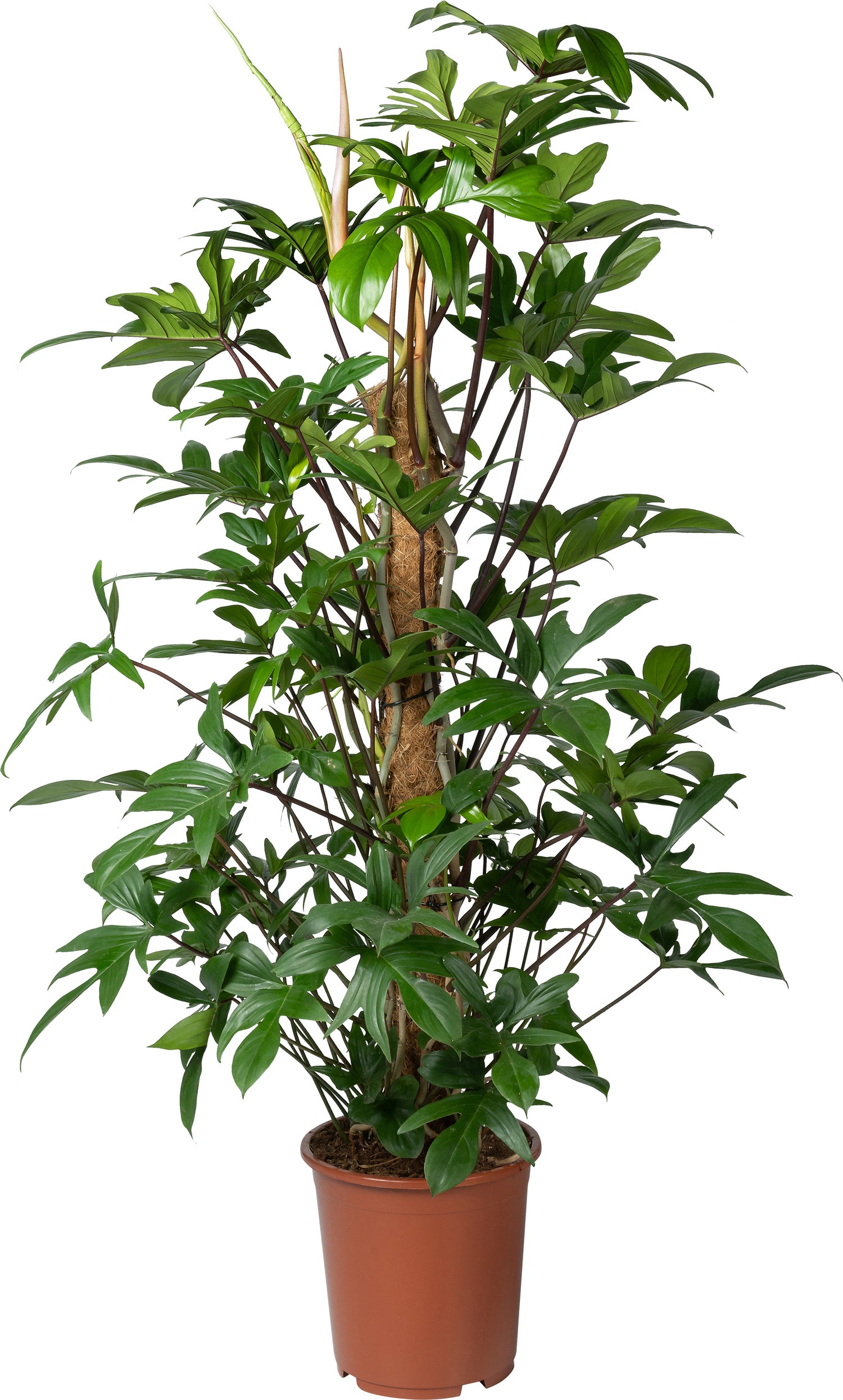 Philodendron op mosstok (Philodendron pedatum ) D 27 H 120 cm
