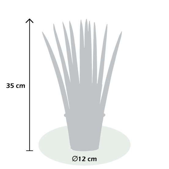 Sanseveria cylindrica Fan - pot D12cm