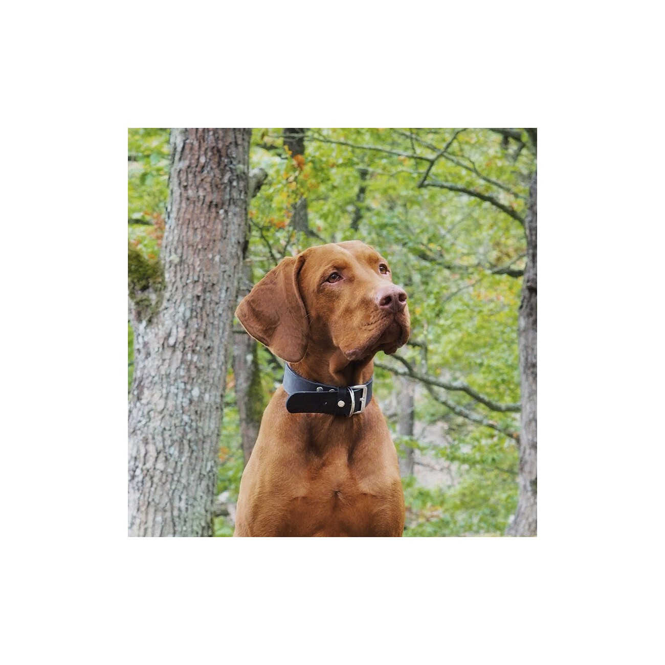 Das Lederband Halsband Weinheim schwarz 47 cm, 2,5 cm