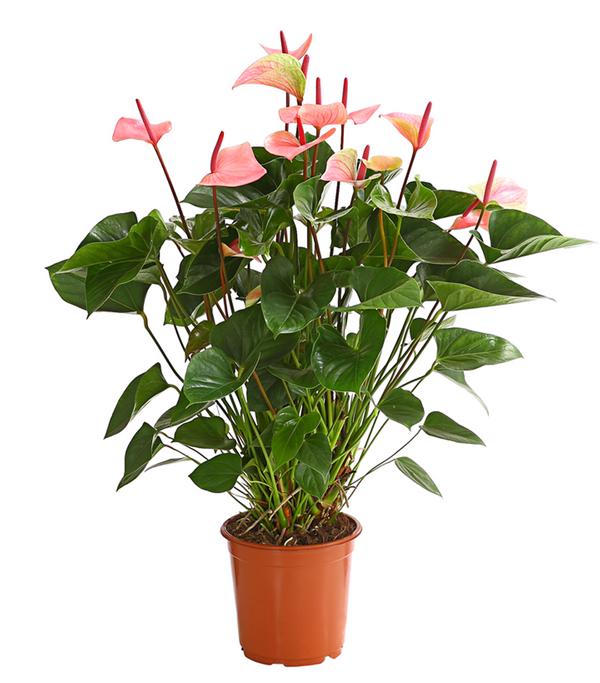 Große Flamingoblume - Anthurium andreanum