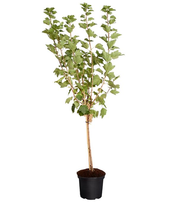 Johannisbeere 'Weiße Versailler'