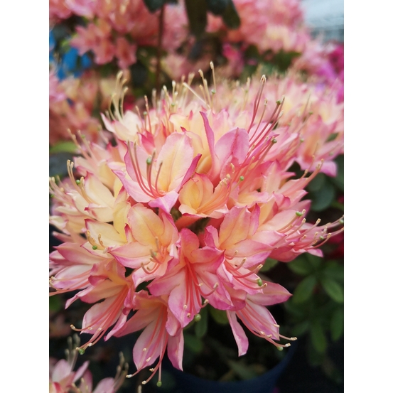 Azalée mollis 'Sweet Salmon' Pot 3L