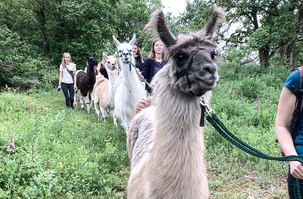 Lama Wanderung & Picknick Retzstadt für 2| mydays
