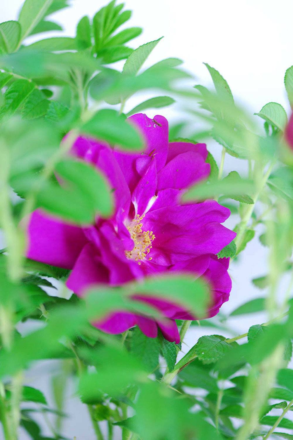 Rosier rugosa 'exception' ? - 3l