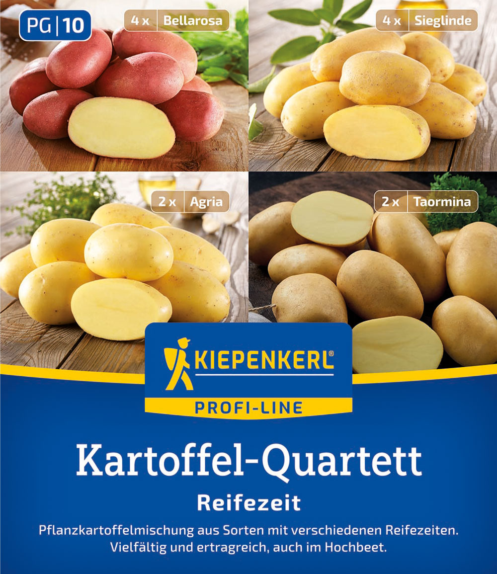 Pflanzkartoffel Quartett 'Reifezeit'