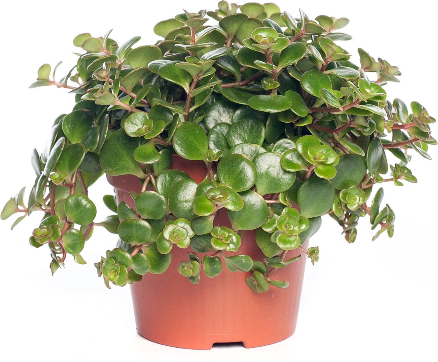 Sedum (Sedum 'Tornado') D 12 H 15 cm