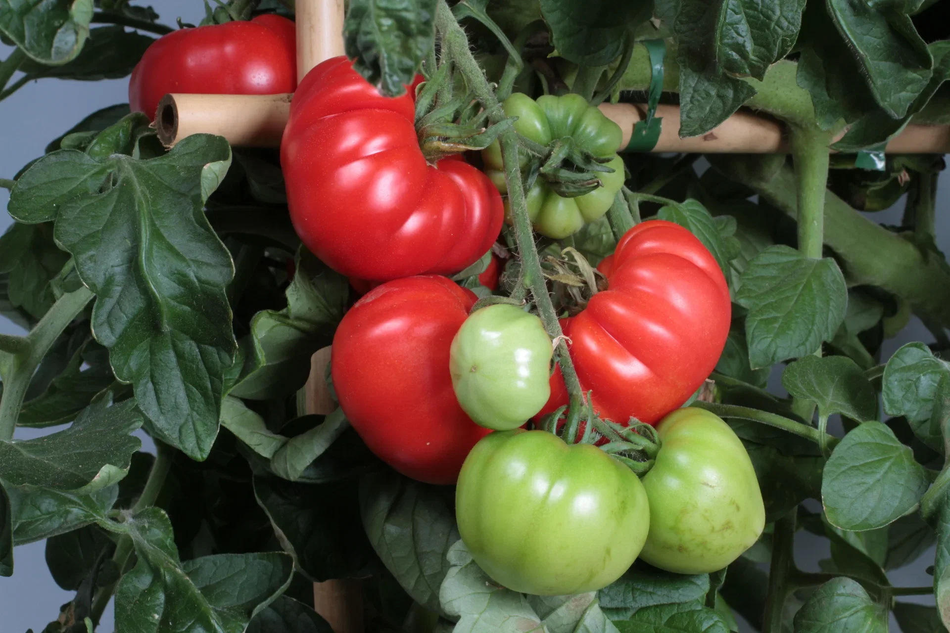 All Nature Lycopersicum biff  'Marmande' 10,5 cm Bifftomat ´Marmande´ Ø10,5 cm